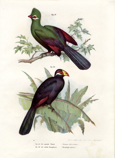 Weißhauben-Turako, 1864 von German School