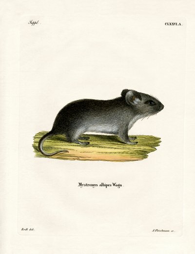 Weißschwanzmaus von German School