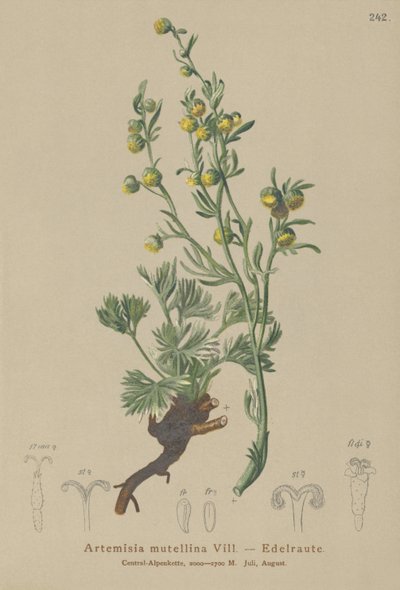 Weißer Genepi (Artemisia mutellina, Artemisia umbelliformis) von German School