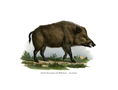 Wildschwein, 1860 von German School