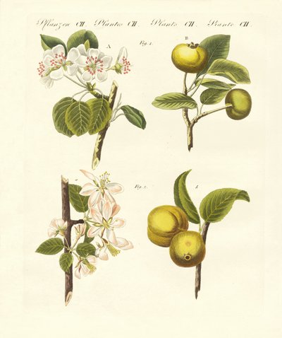 Wilde Obstsorten von German School