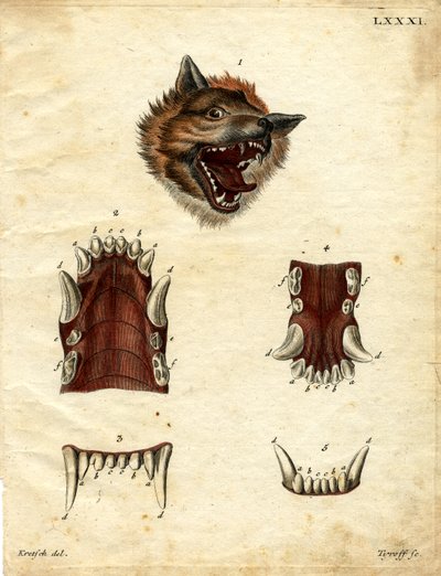 Wolf von German School
