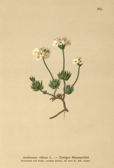 Wolliges Mannsschild (Androsace villosa) von German School