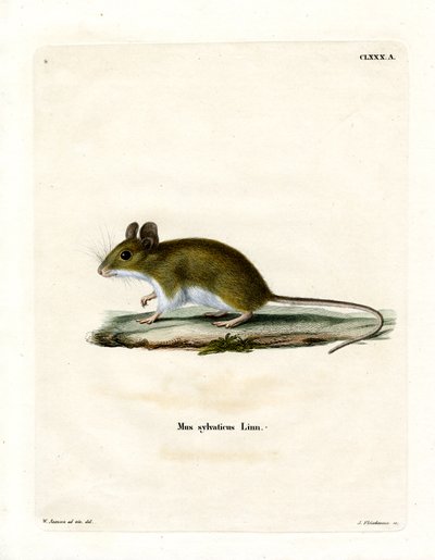 Waldmaus von German School