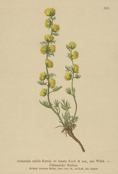Wermut (Artemisia nitida, Artemisia lantana) von German School