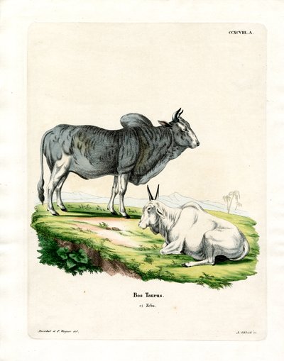 Zebu von German School