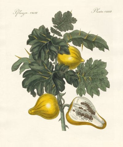 Nippelfrucht von German School