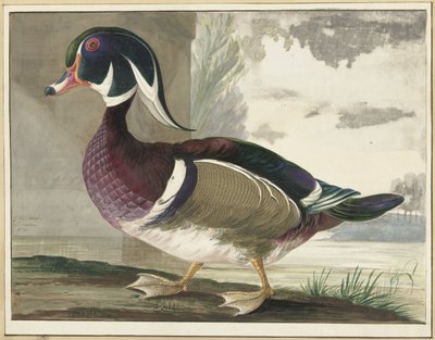 Karolinaente von Gerrit van den Heuvel