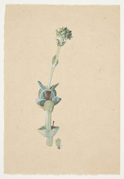 Studie einer Blume von Gudrun Traustedt