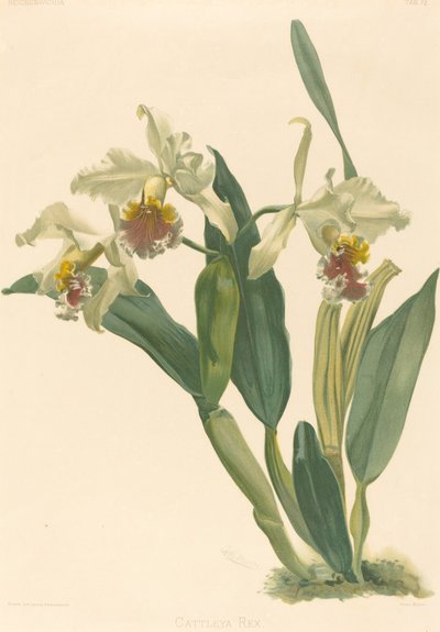 Cattleya Rex von Gustav Leutzsch after Henry George Moon