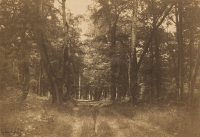 Bas-Bréau, Wald von Fontainebleau, 1849-1852 von Gustave Le Gray