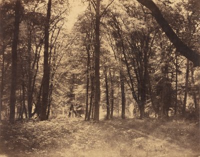 Waldszene von Gustave Le Gray