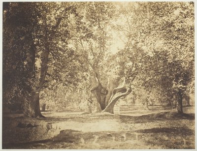 Baum, Wald von Fontainebleau von Gustave Le Gray