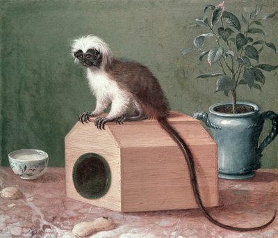 Der Lieblingsaffe von Carl Linnaeus (1707-78) von Gustavus Hesselius