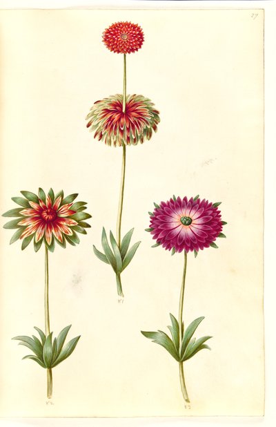 Anemone ×fulgens (Glänzende Anemone) von Hans Simon Holtzbecker