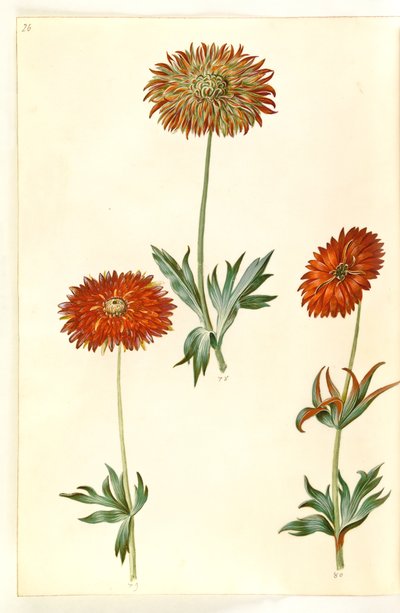 Anemone ×fulgens (glänzende Anemone) von Hans Simon Holtzbecker