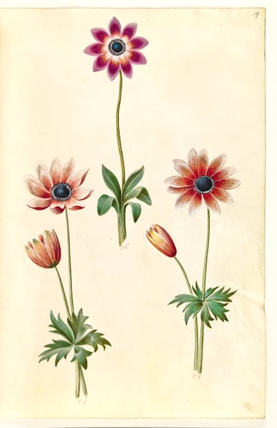 Pfauen-Anemone (Anemone pavonina) von Hans Simon Holtzbecker