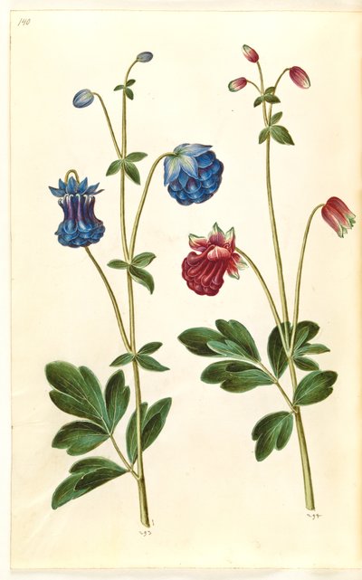 Aquilegia vulgaris (Gemeine Akelei) von Hans Simon Holtzbecker