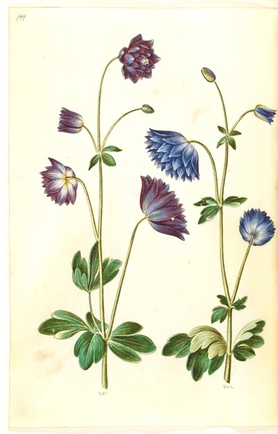 Aquilegia vulgaris (Gemeine Akelei) von Hans Simon Holtzbecker