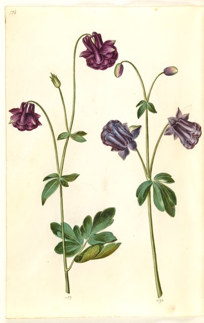Aquilegia vulgaris (Gewöhnliche Akelei) von Hans Simon Holtzbecker