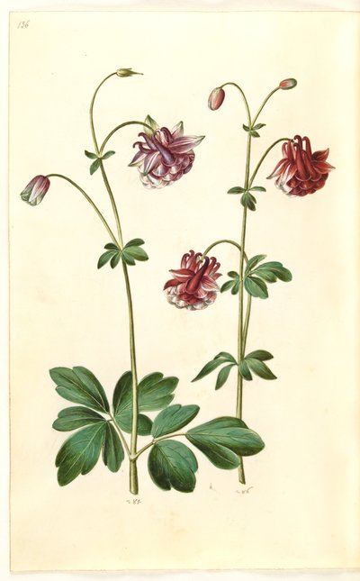 Akelei (Aquilegia vulgaris) von Hans Simon Holtzbecker