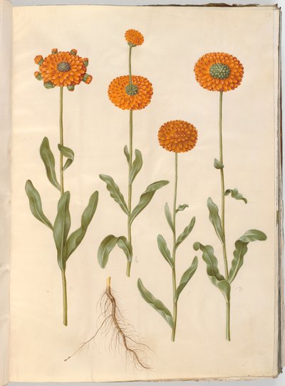 Calendula officinalis (Ringelblume) von Hans Simon Holtzbecker