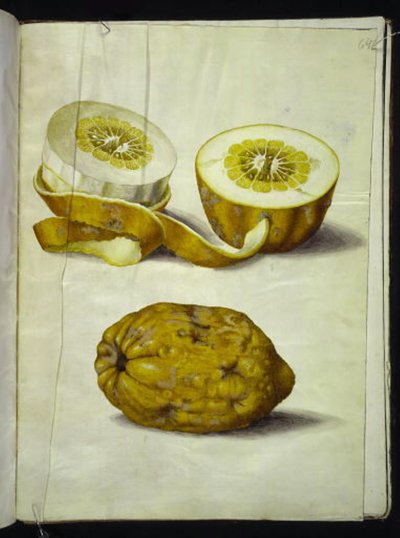 Citrus medica (Zedrat) von Hans Simon Holtzbecker