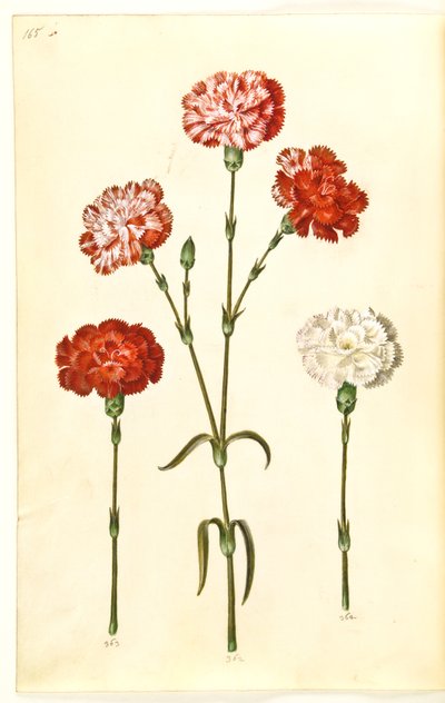 Dianthus caryophyllus (Gartennelke) von Hans Simon Holtzbecker