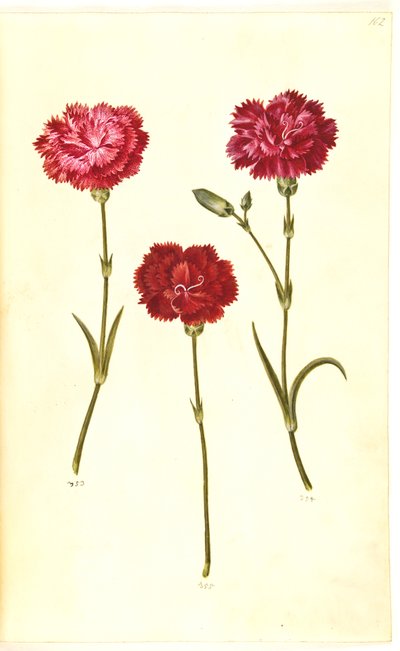 Dianthus caryophyllus (Gartennelke) von Hans Simon Holtzbecker