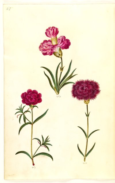 Dianthus caryophyllus (Gartennelke) von Hans Simon Holtzbecker
