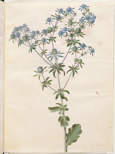 Eryngium planum (Flachblatt-Mannstreu) von Hans Simon Holtzbecker