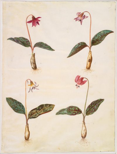 Erythronium dens-canis (echter Hundszahn) von Hans Simon Holtzbecker