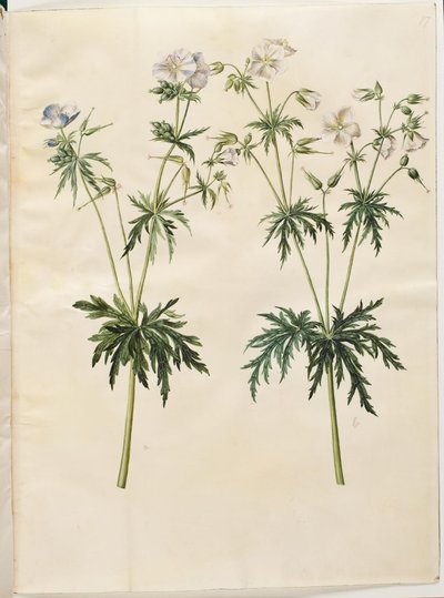 Wiesen-Storchschnabel von Hans Simon Holtzbecker
