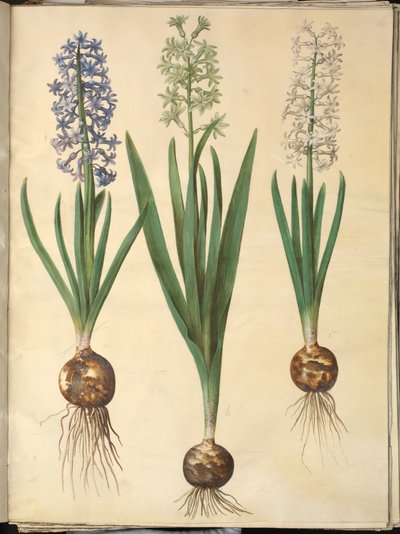 Hyacinthus orientalis (gewöhnliche Hyazinthe) von Hans Simon Holtzbecker