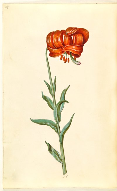 Lilium chalcedonicum (rote Türkenbundlilie) von Hans Simon Holtzbecker