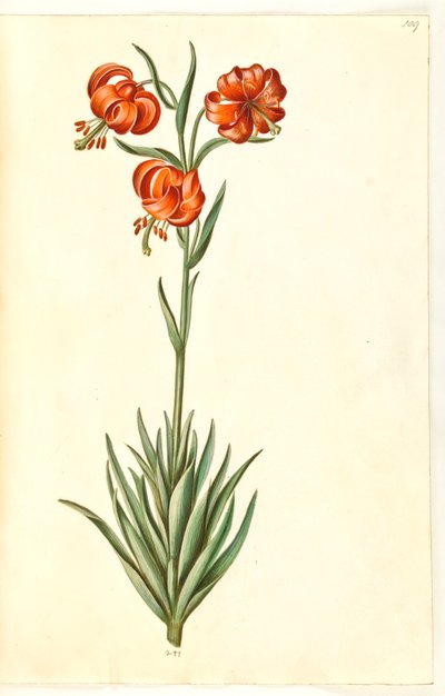 Lilium pomponium (Pompon-Lilie) von Hans Simon Holtzbecker