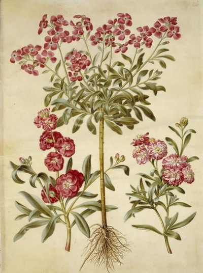 Matthiola incana (Winterlevkoje) von Hans Simon Holtzbecker