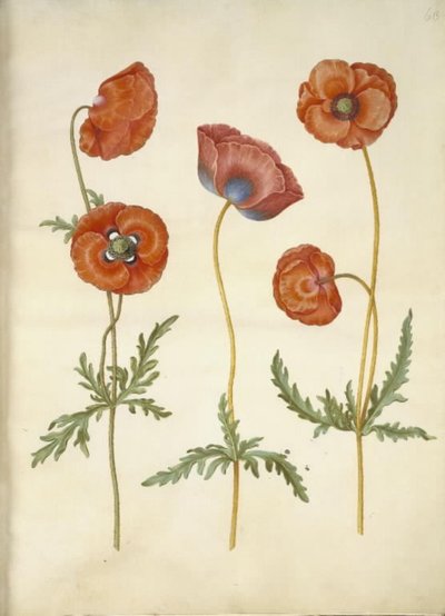 Papaver rhoeas (Klatschmohn) von Hans Simon Holtzbecker