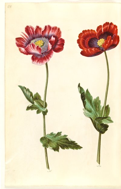 Papaver somniferum (Schlafmohn) von Hans Simon Holtzbecker