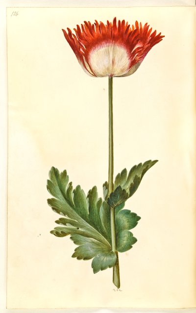 Papaver somniferum (Opium-Mohn) von Hans Simon Holtzbecker