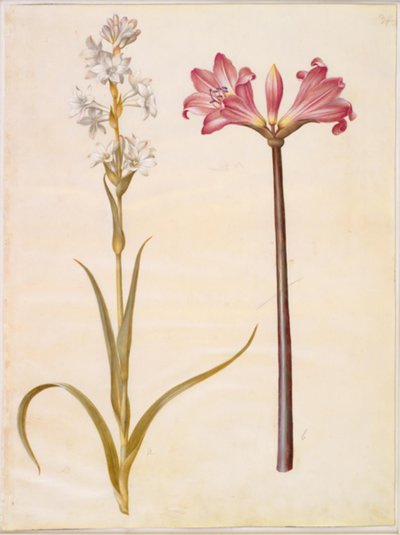 Polianthes tuberosa (Tuberose); Amaryllis belladonna (Belladonnalilie) von Hans Simon Holtzbecker