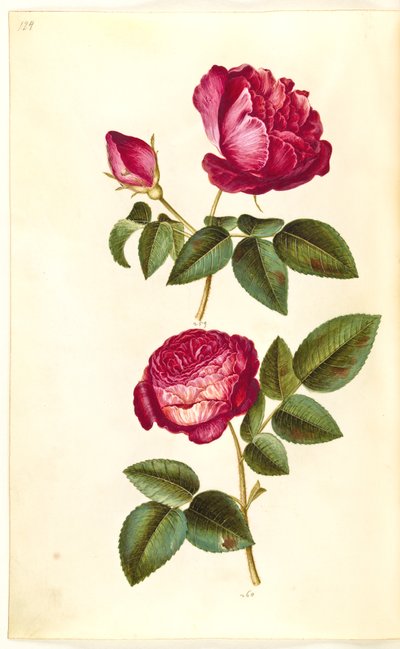 Rosa gallica (Apotheker-Rose); Rosa (?) (Rose) von Hans Simon Holtzbecker