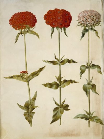 Silene chalcedonica (brennende Liebe) von Hans Simon Holtzbecker