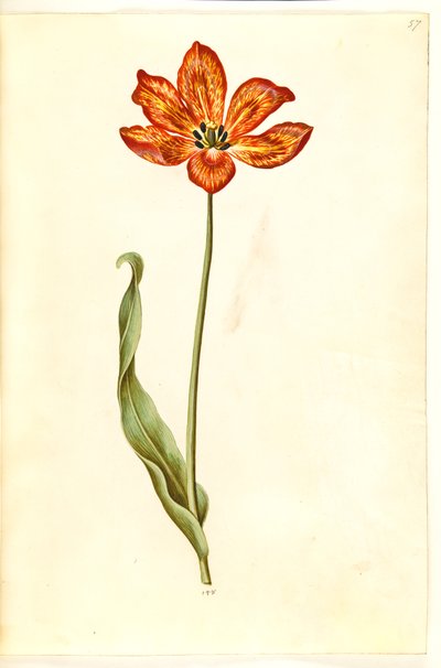 Tulipa gesneriana (Gartentulpe) von Hans Simon Holtzbecker