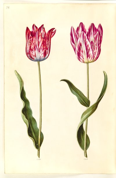 Tulipa gesneriana (Gartentulpe) von Hans Simon Holtzbecker