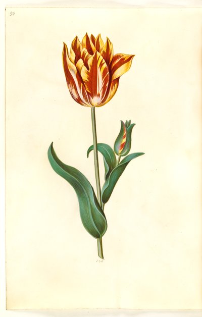 Tulipa gesneriana (Garten-Tulpe) von Hans Simon Holtzbecker