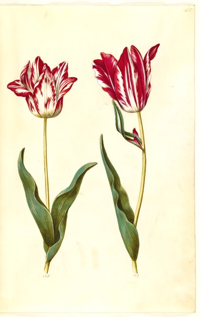 Tulipa gesneriana (Gartentulpe) von Hans Simon Holtzbecker