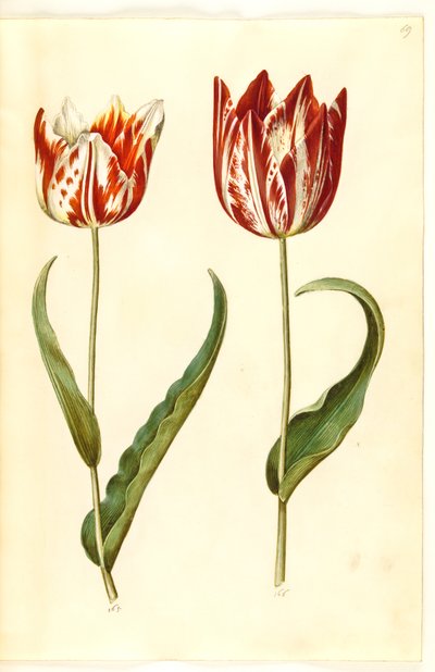 Tulipa gesneriana (Garten-Tulpe) von Hans Simon Holtzbecker