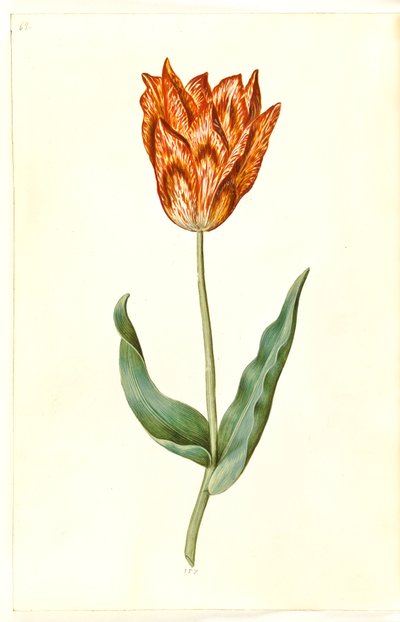 Tulipa gesneriana (Garten-Tulpe) von Hans Simon Holtzbecker