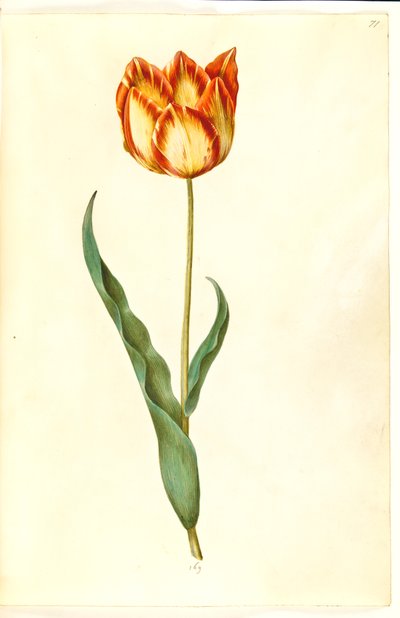 Tulipa gesneriana (Gartentulpe) von Hans Simon Holtzbecker